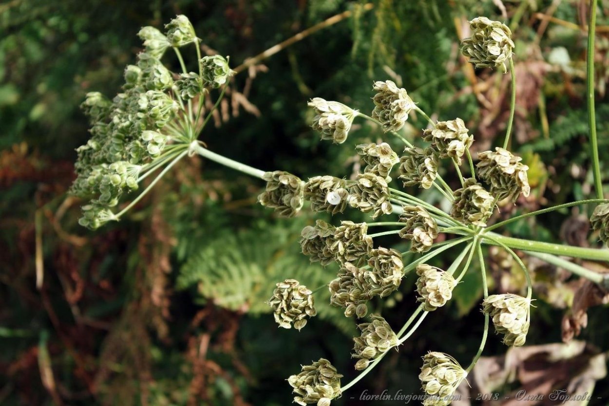 Горичник настурциевый