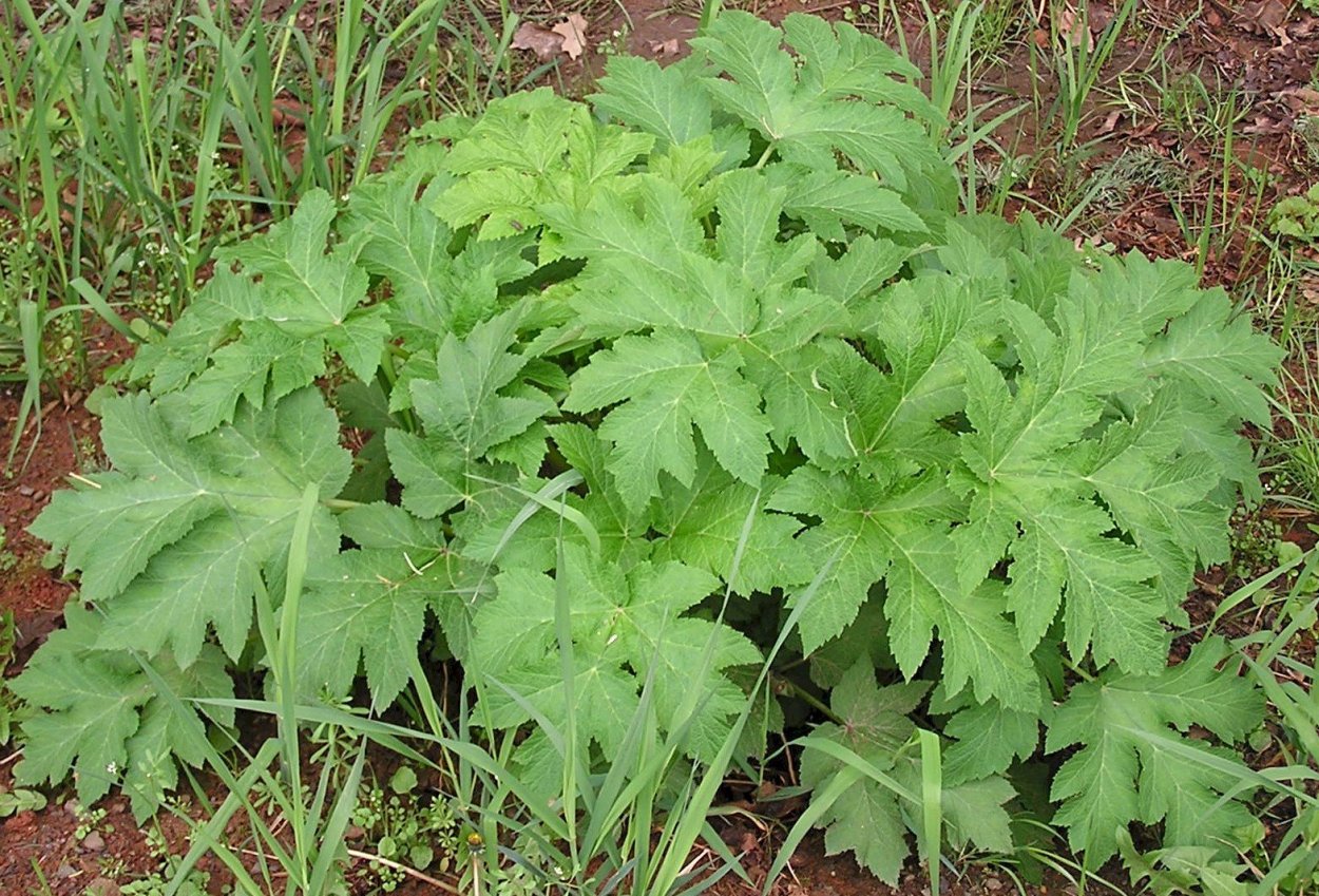 Дудник Лесной (Angelica Sylvestris)