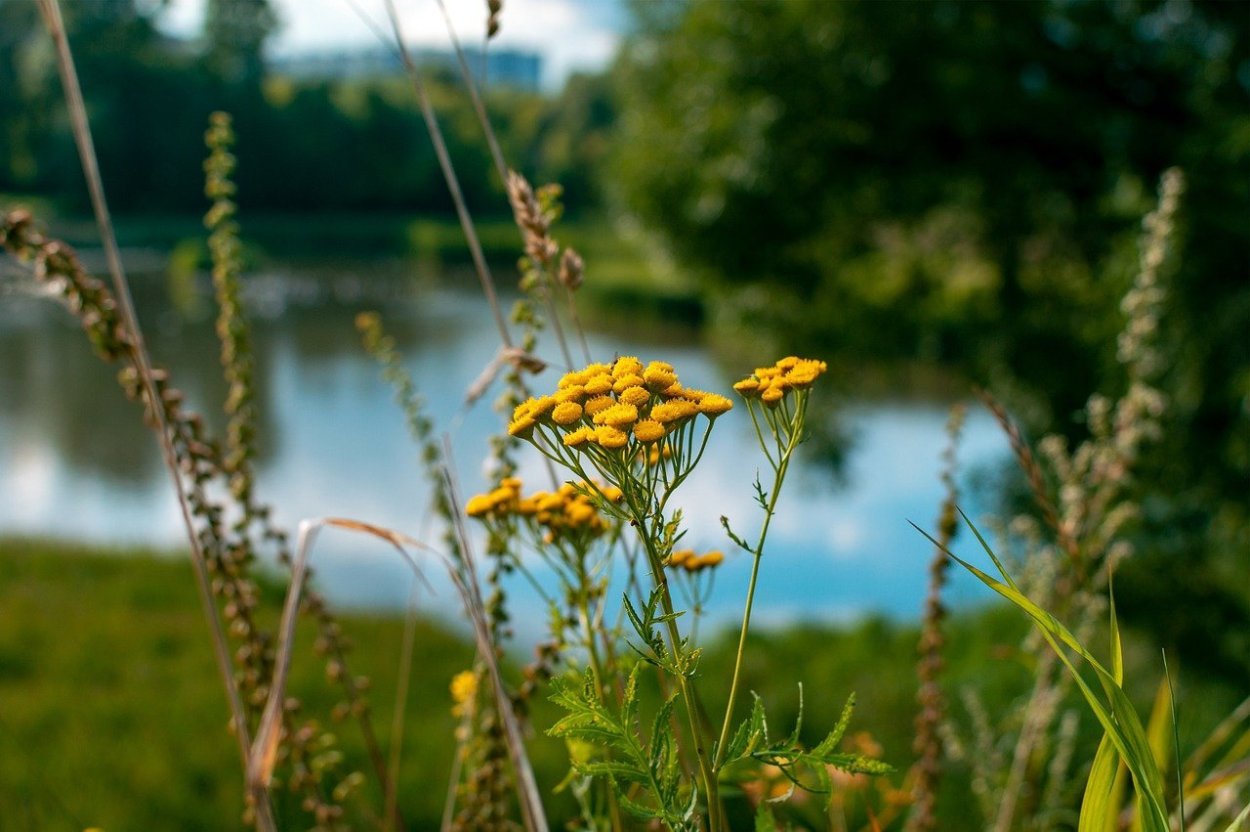 Пучки трав в воде плывут