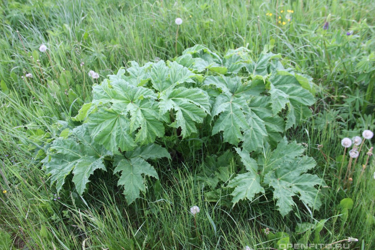 Гигантский борщевик Сосновского