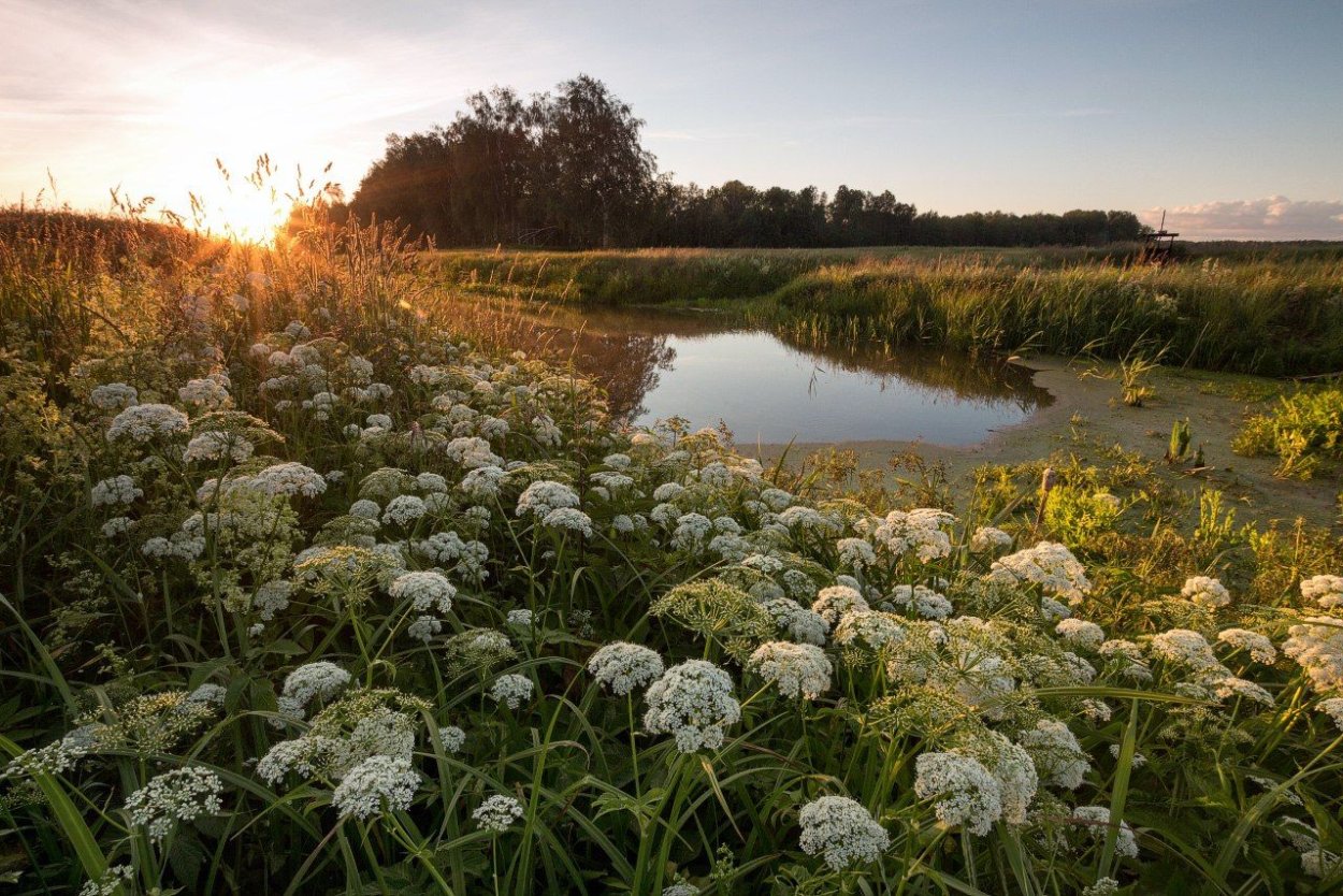 Сныть реликтовая памятник