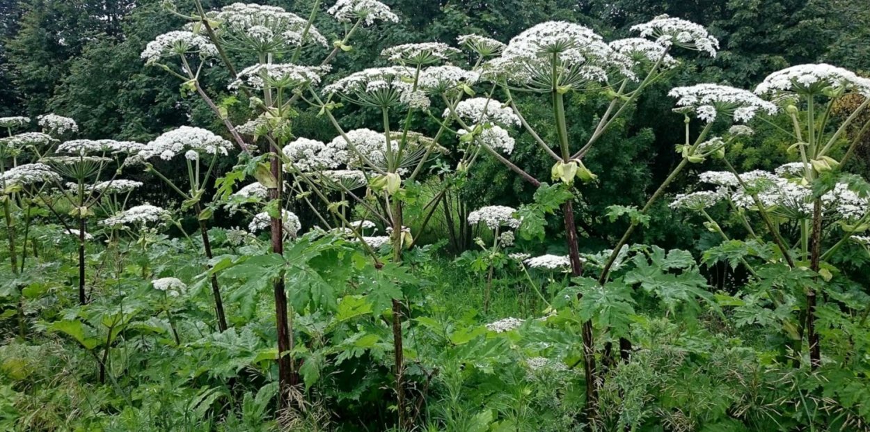 Луговой цветок Ясенка