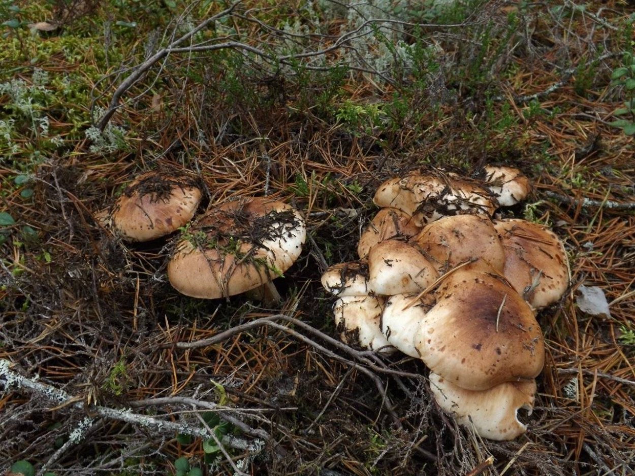 Рядовка пятнистая (Tricholoma pessundatum)