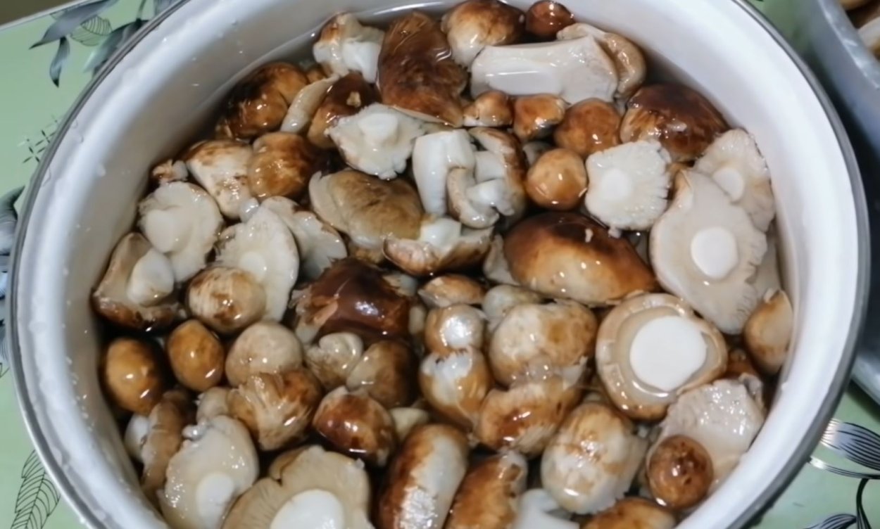 Грузди подтопольники