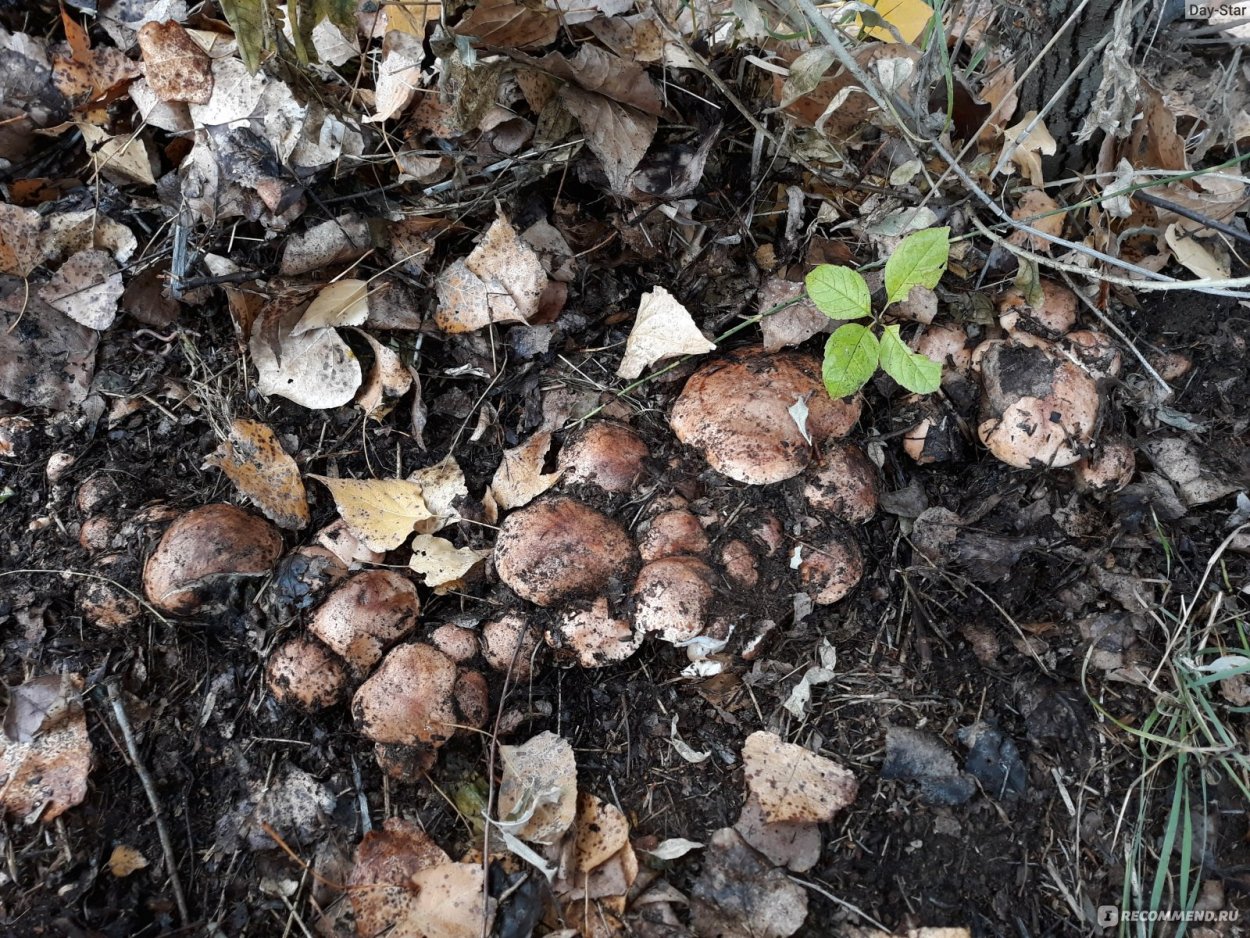 Гриб горчак Крымский