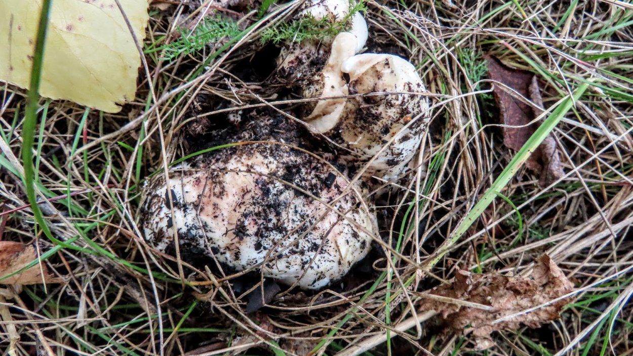 Гриб рядовка Тополевая