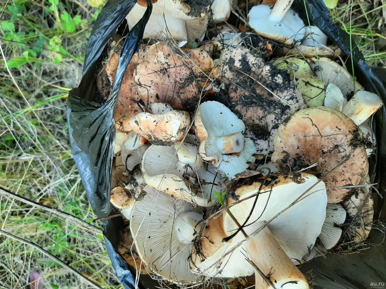 Подтопольники грибы подтопольники