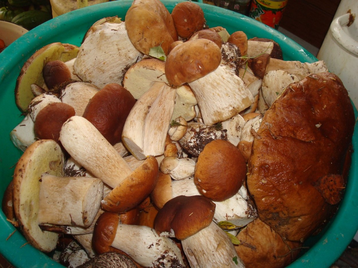 Валуй гриб съедобный