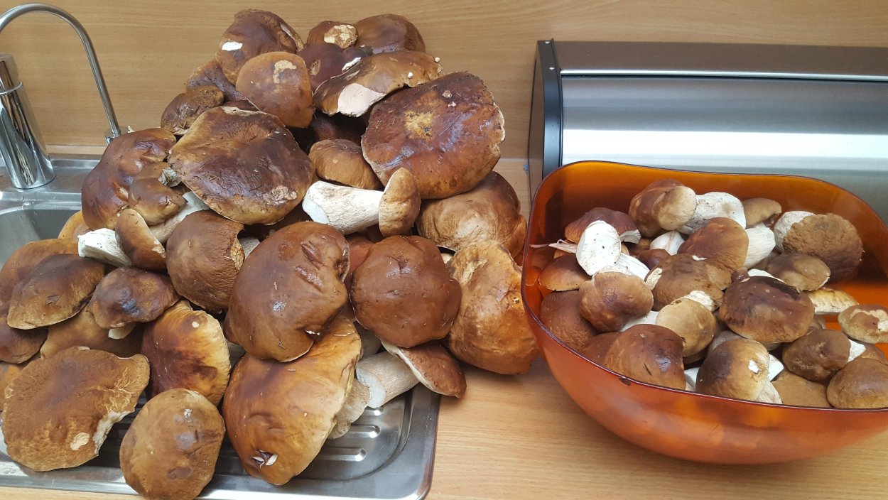 Грибы свинухи подтопольники