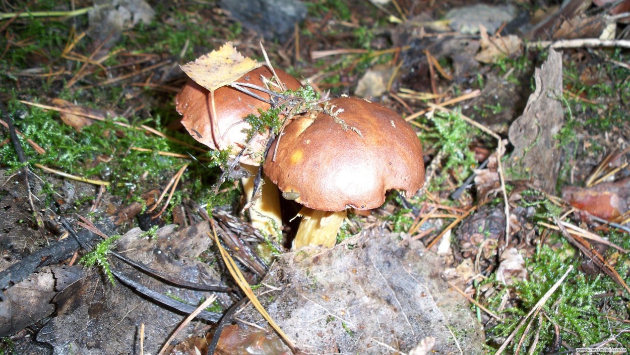 Белосвинуха горечавковая