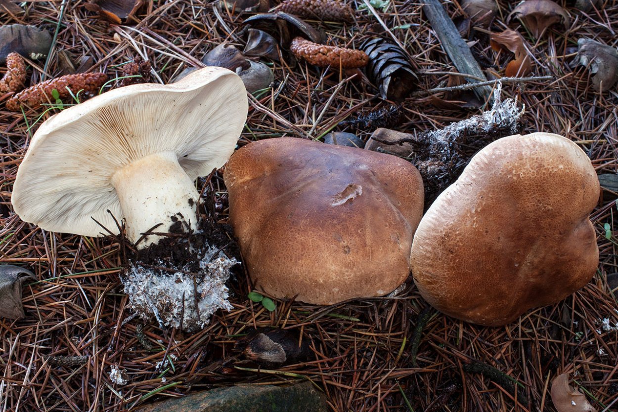 Абрамушкин грибы