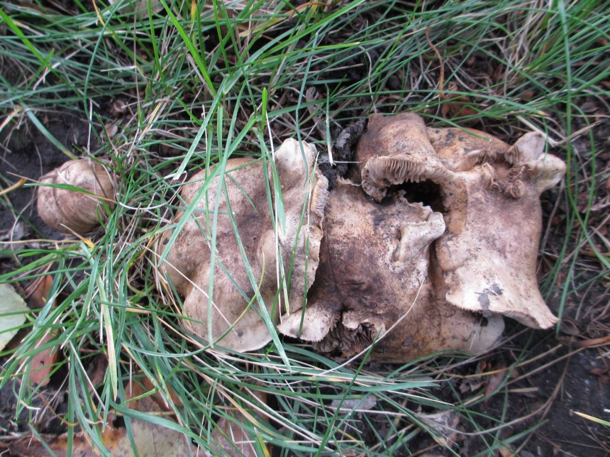 Грибы Тополевки рядовки