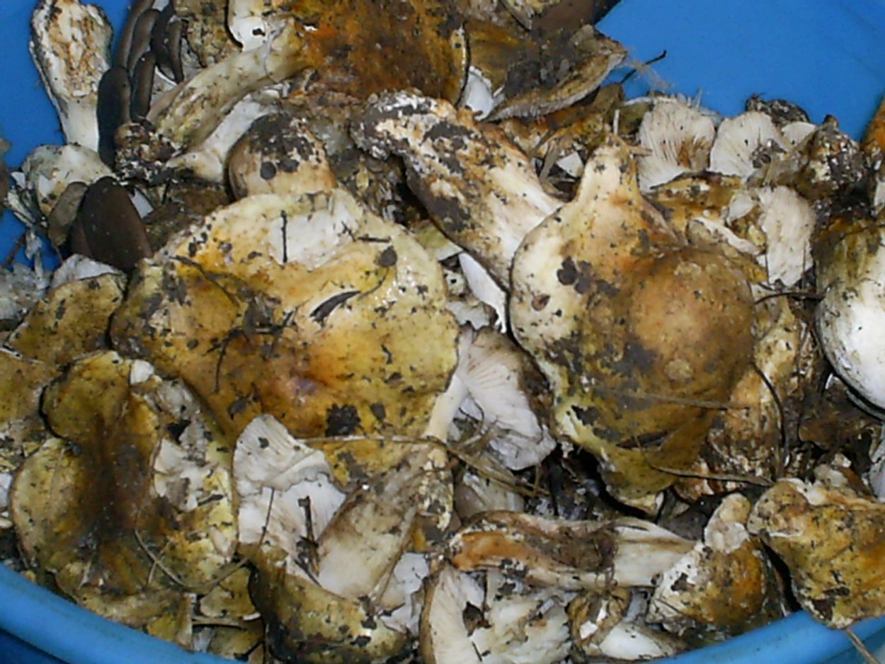 Грузди подтопольники