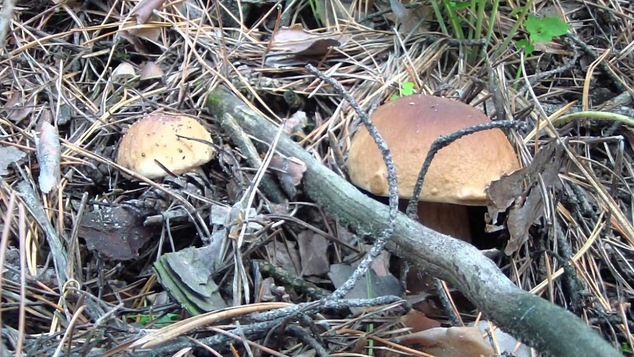 Гриб рядовка Тополевая