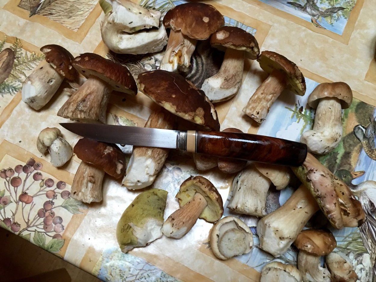 Белые грибы в ведре