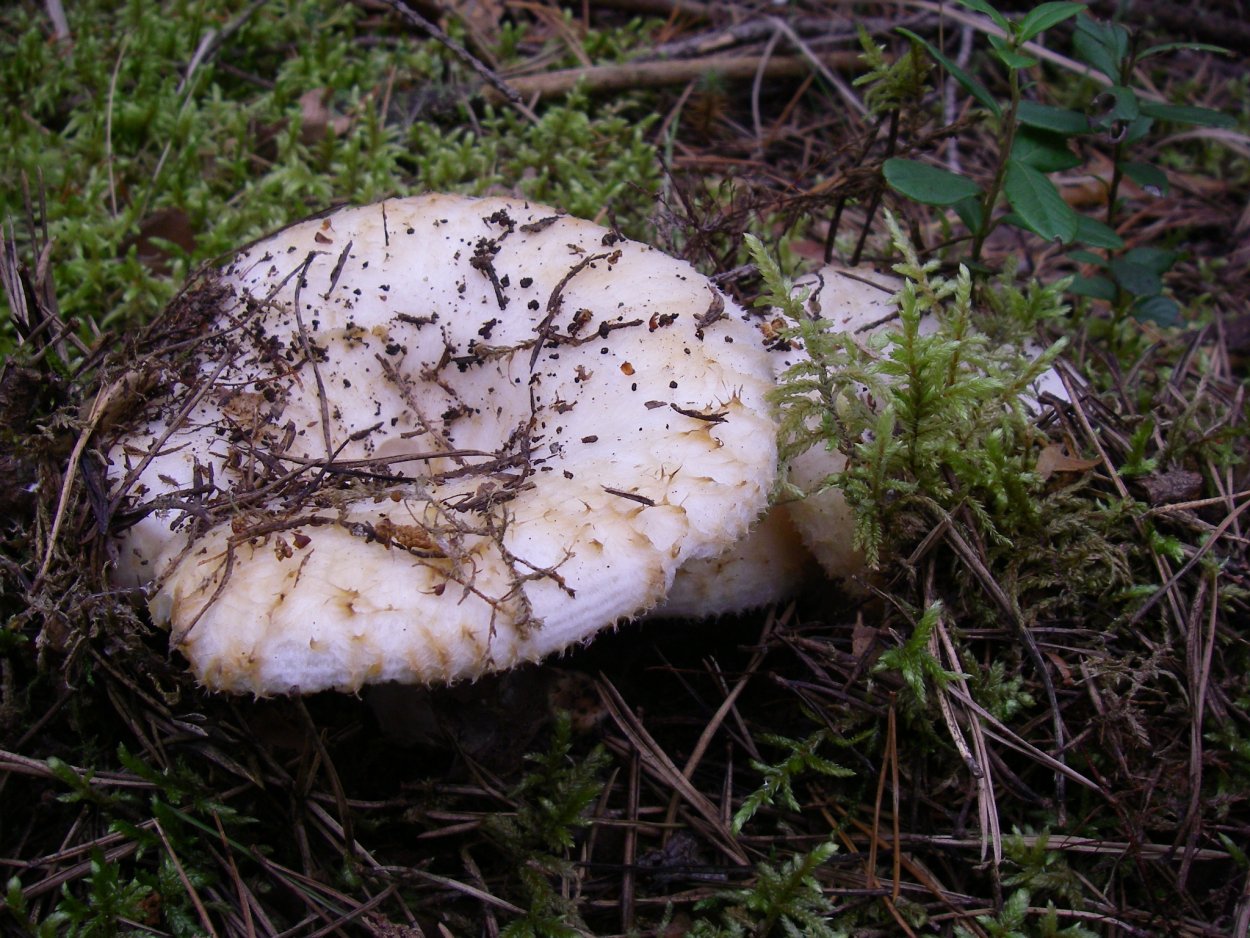 Чешуйчатка Боровая