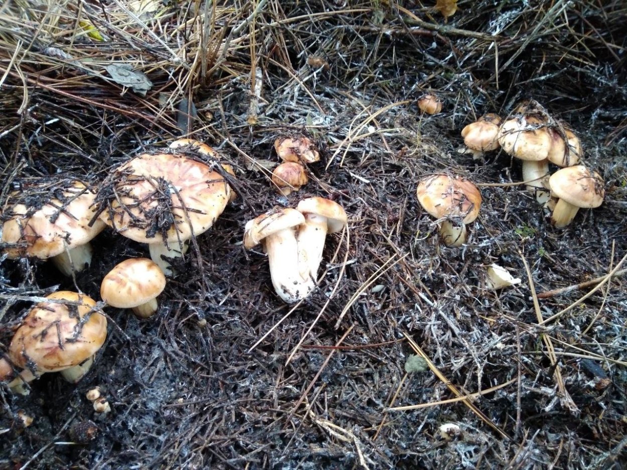 Поездка за грибами