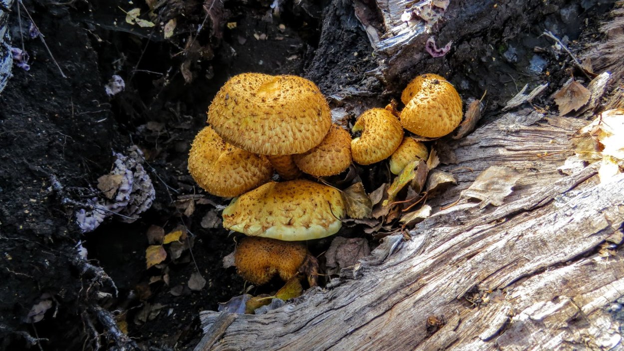 Грузди подтопольники фото