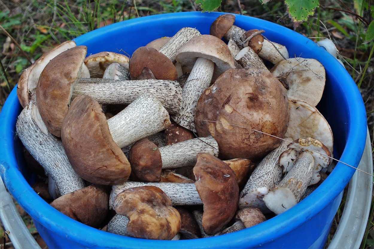 Боровик Боровик