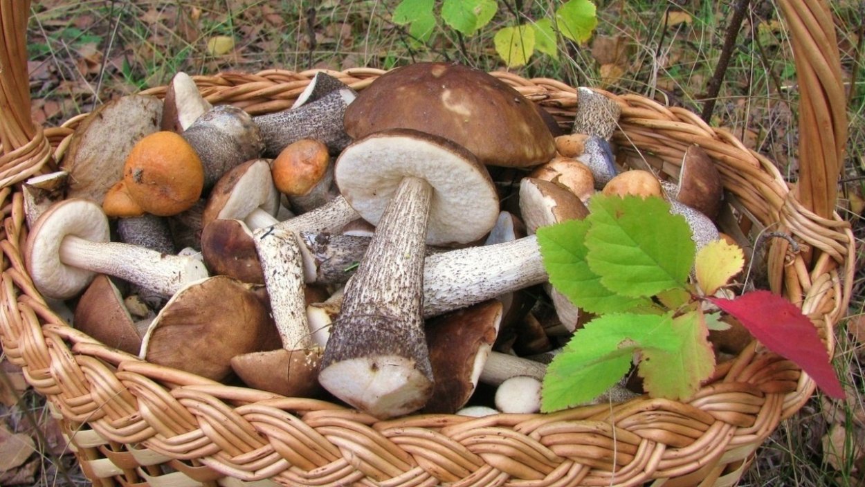 Грибы в сентябре