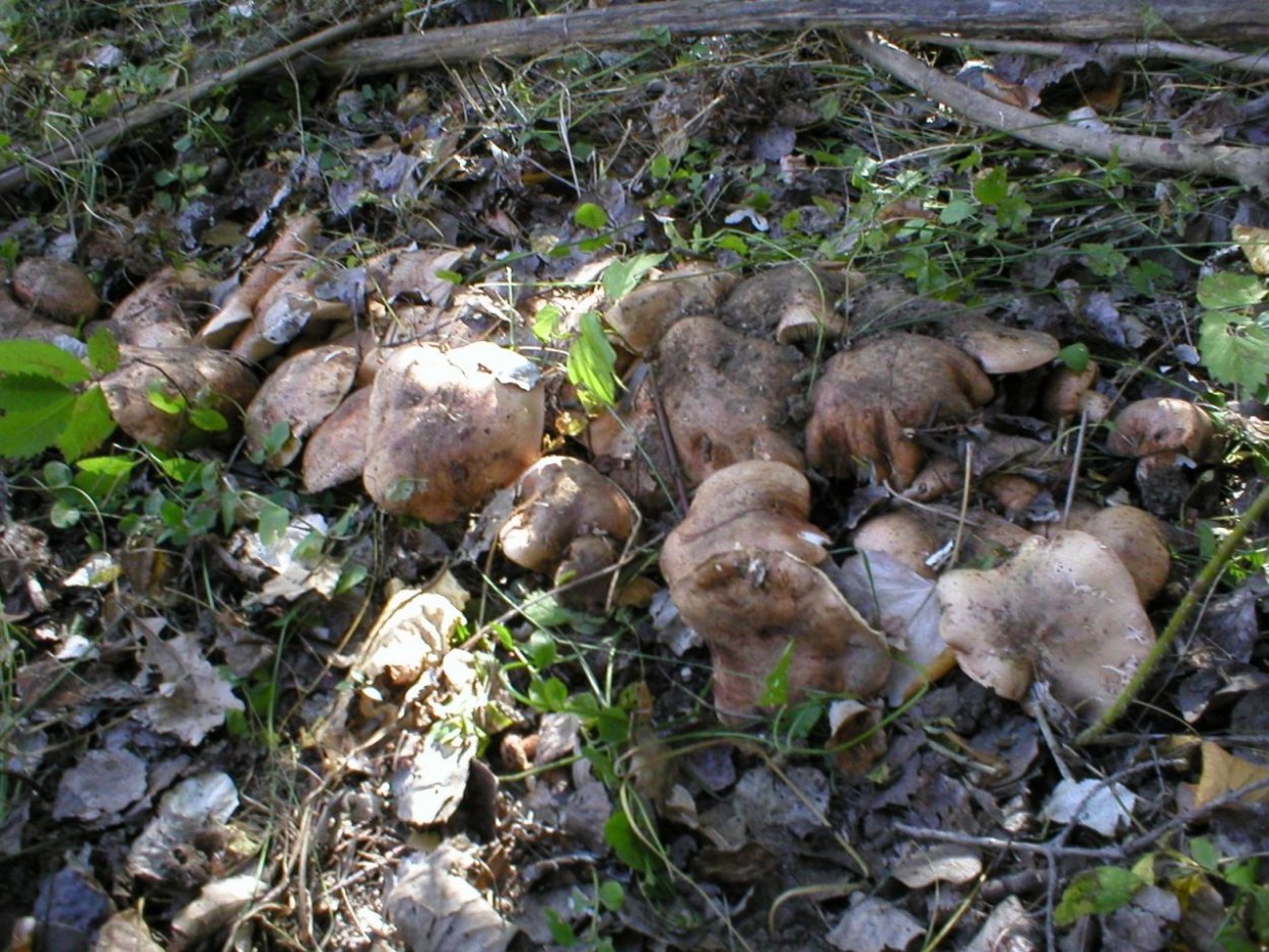 Грибы растущие в октябре