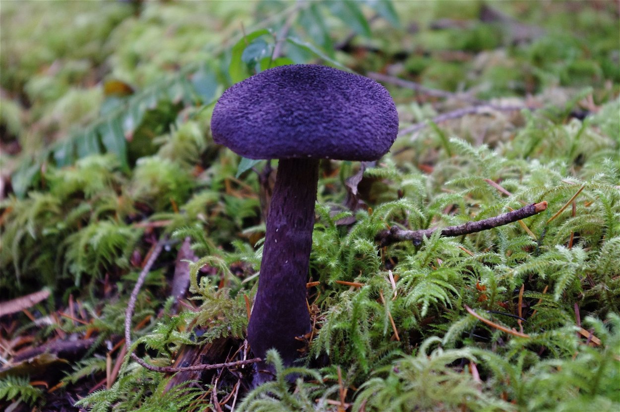 Лаковица Аметистовая