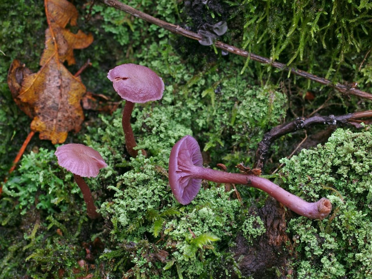 Лаковица Аметистовая / Amethyst Deceiver