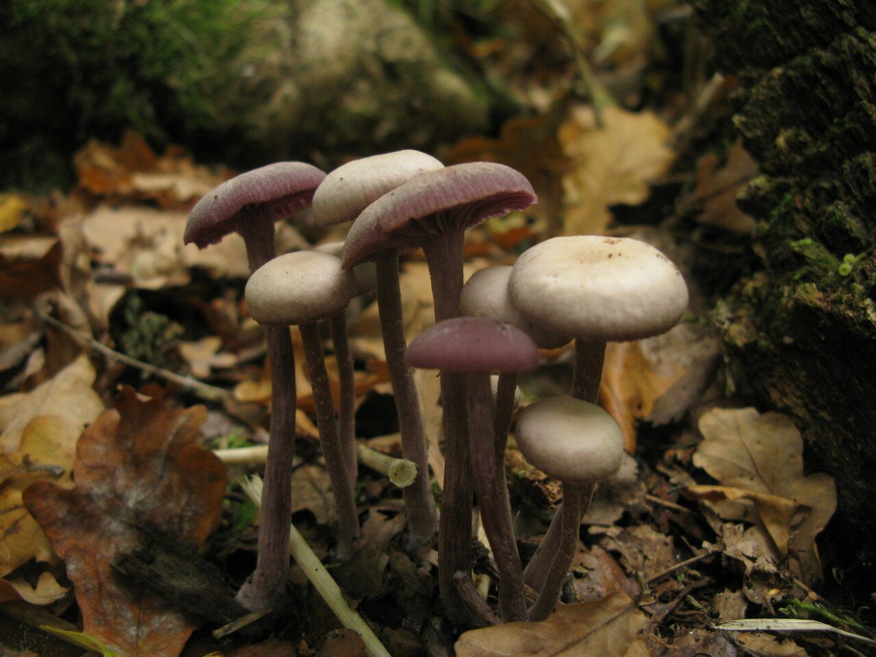 Лаковица Аметистовая Laccaria amethystina