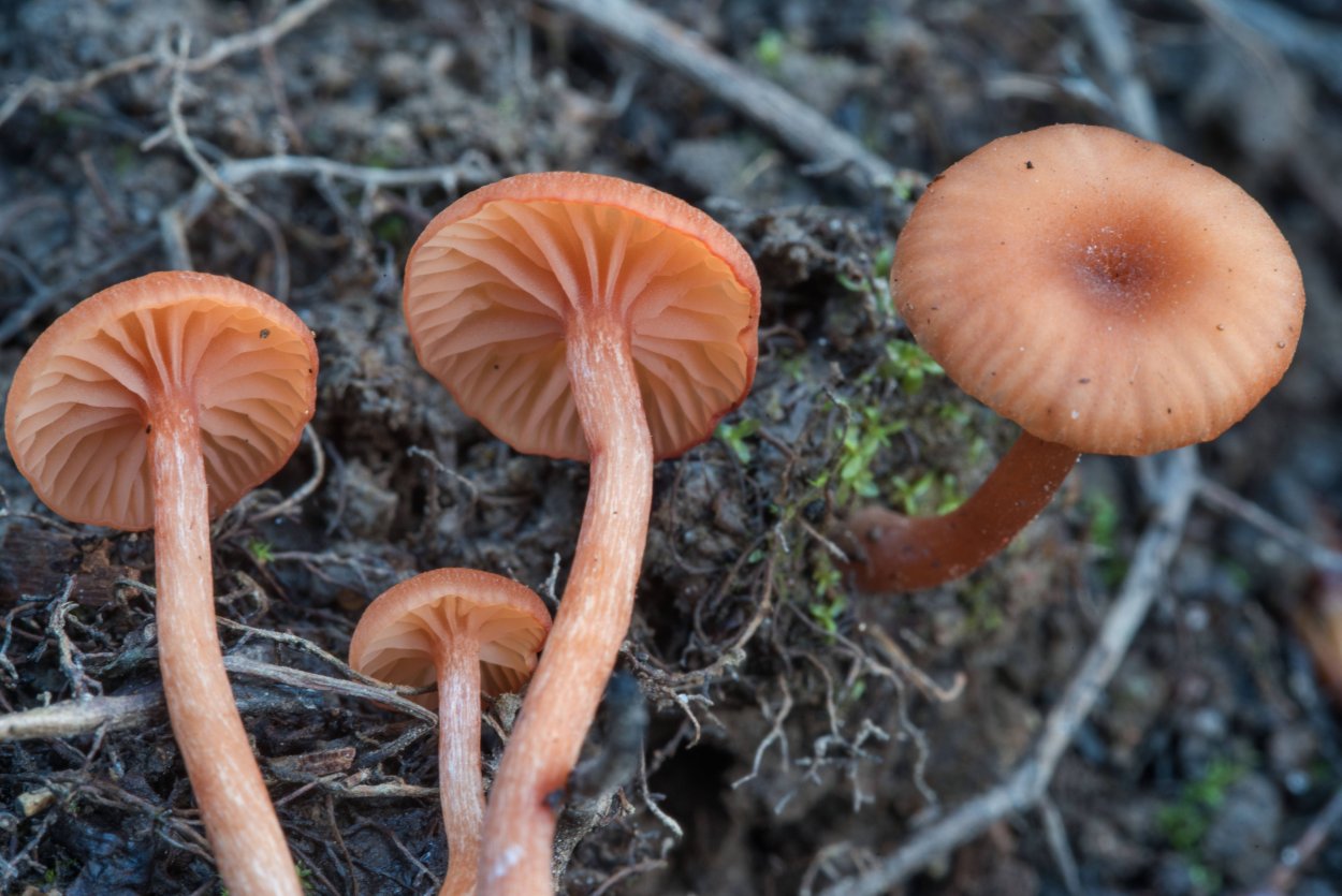 Лаковица обыкновенная гриб