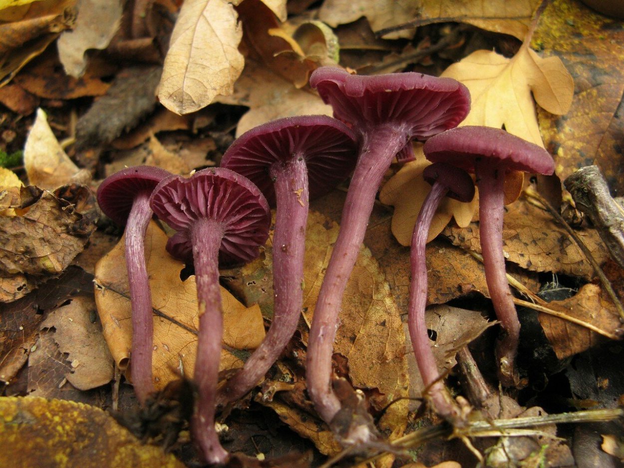 Amethyst Deceiver гриб