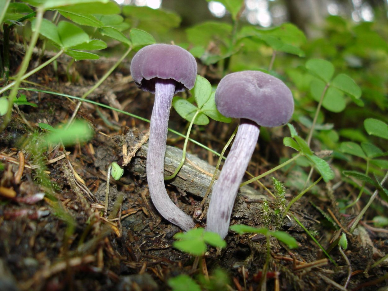 Лаковица Аметистовая / Amethyst Deceiver