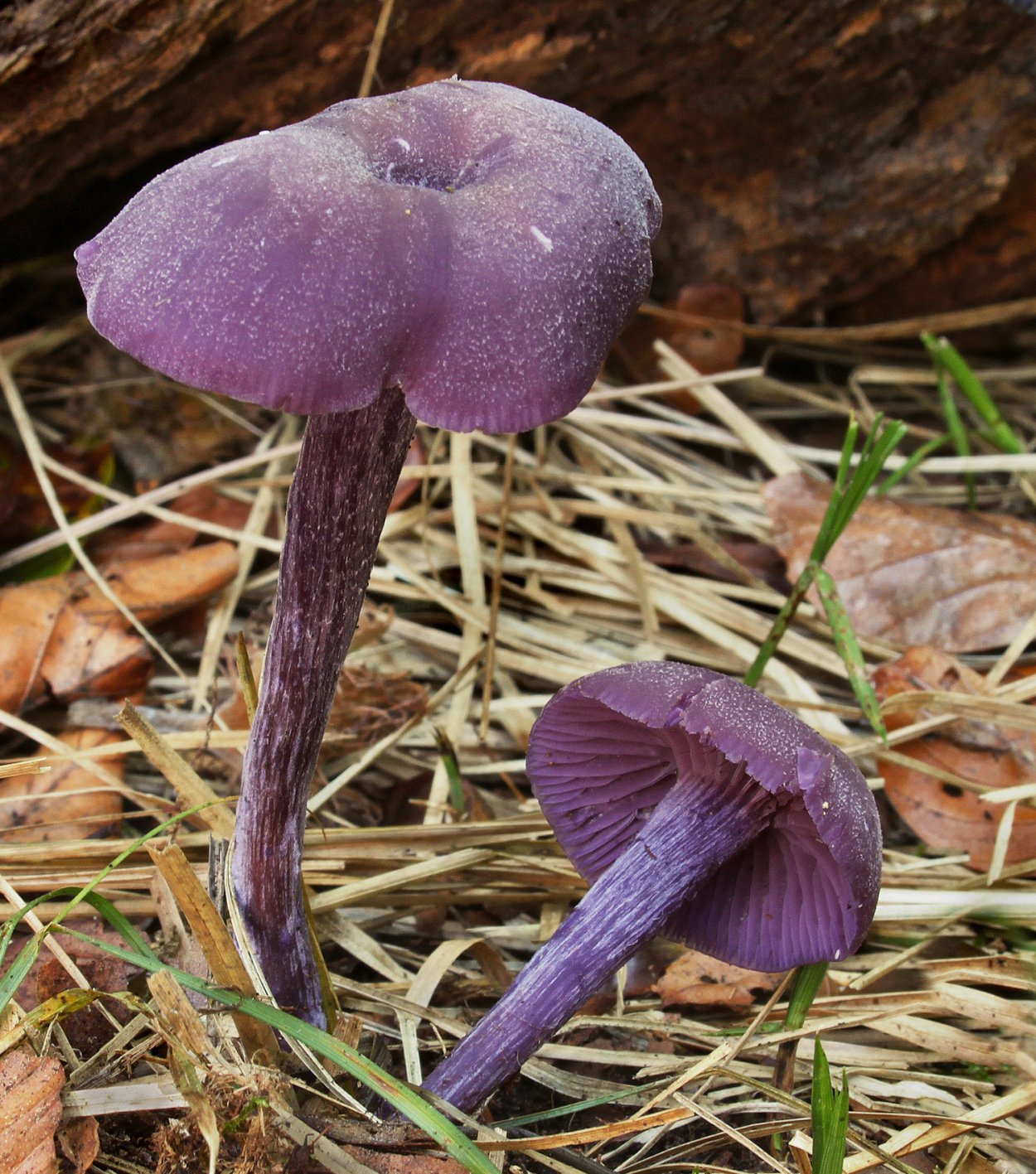 Лаковица Аметистовая Laccaria amethystina
