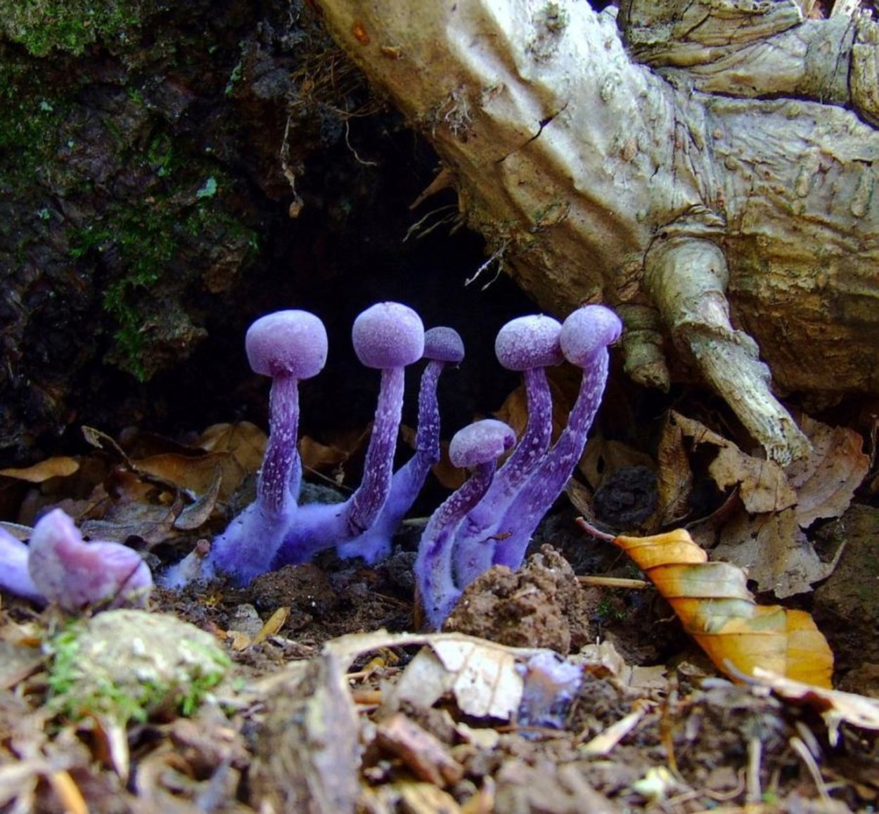 Мицена мелиевая (Mycena meliigena)