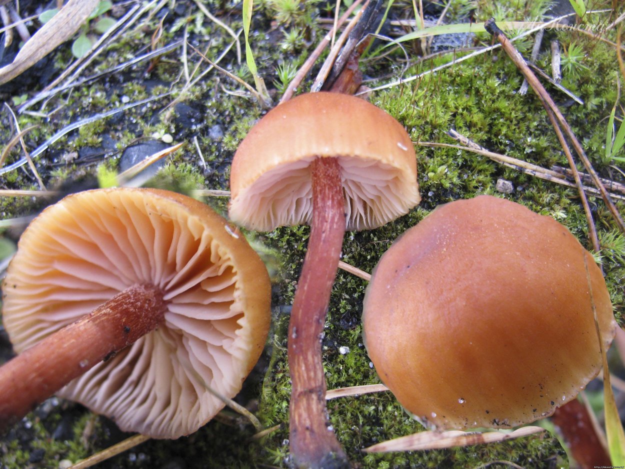 Лаковица обыкновенная гриб