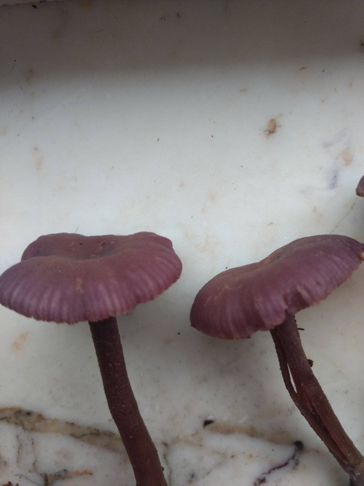 Гриб Laccaria amethystina.