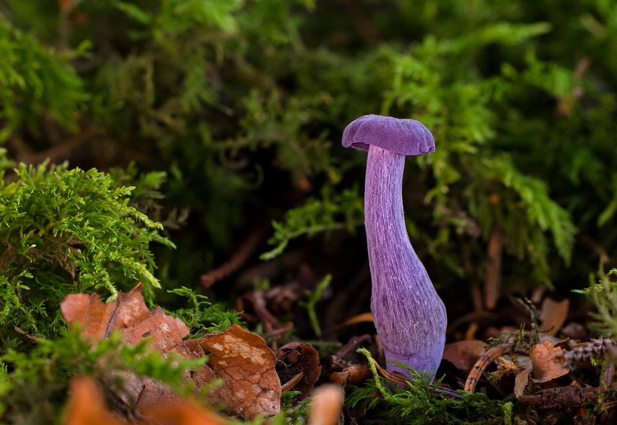 Лаковица Аметистовая Laccaria amethystina