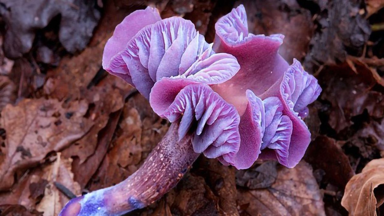 Лаковица Аметистовая / Amethyst Deceiver