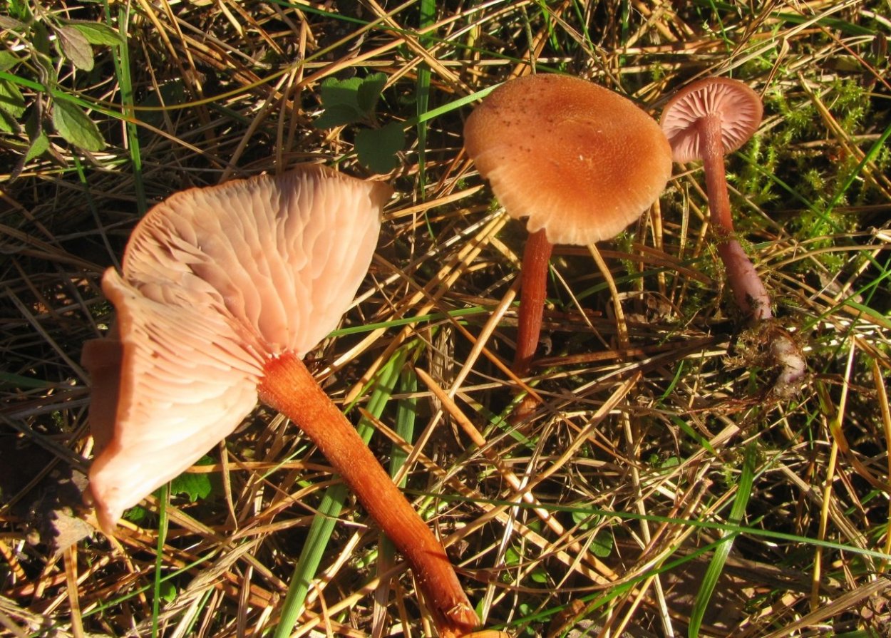 Паутинник фиолетовый