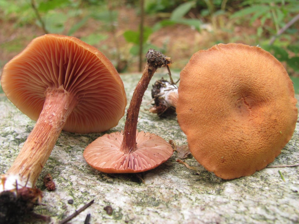 Лаккария охропурпурная