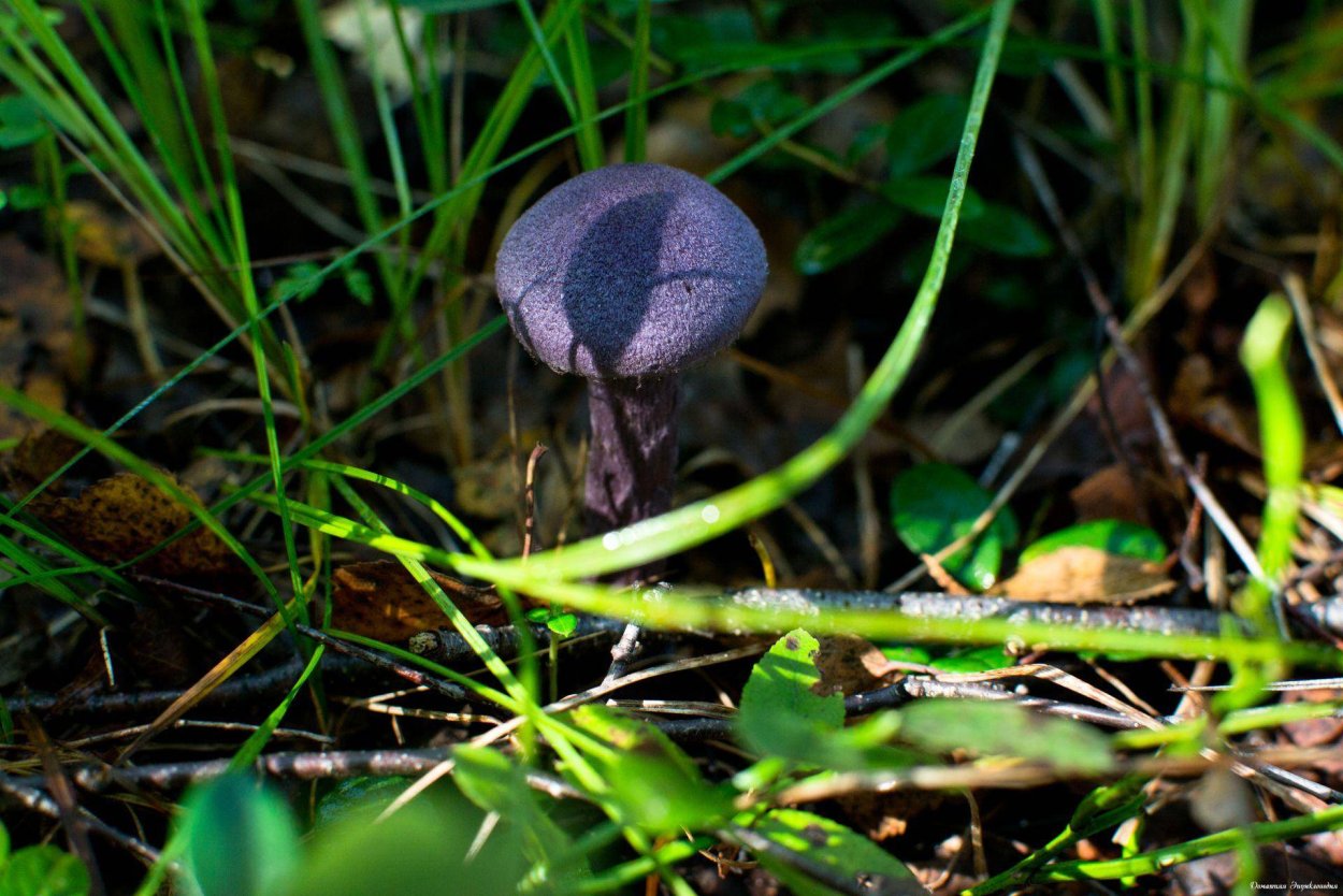 Волоконница Земляная (Inocybe geophylla var. Lilacina)