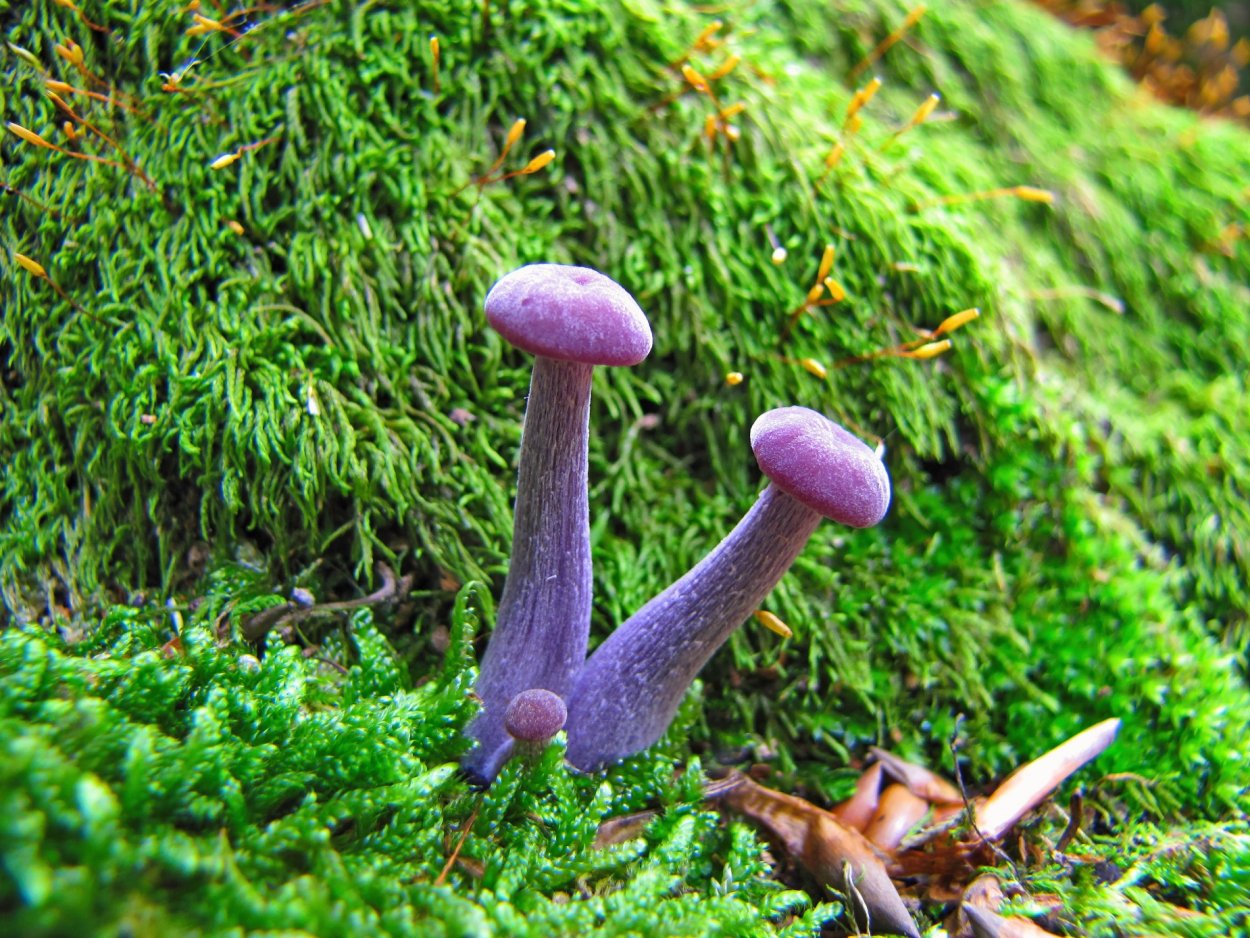 Лаковица Аметистовая гриб