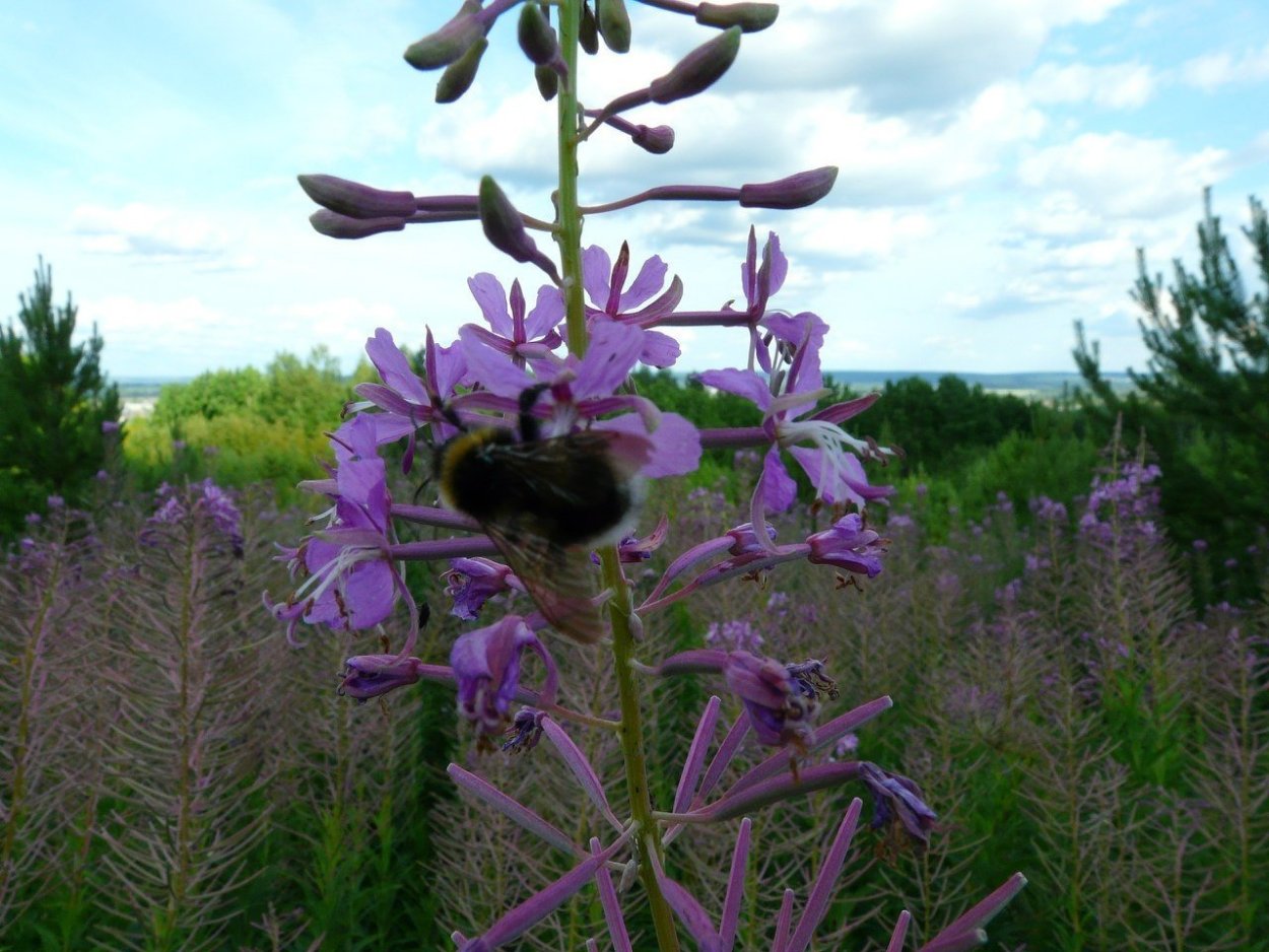 Треуголка целебная трава