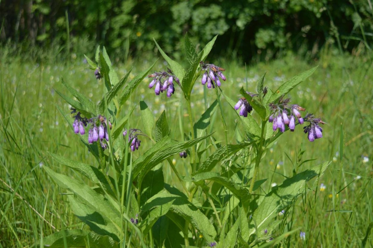 Гареджский шалфей