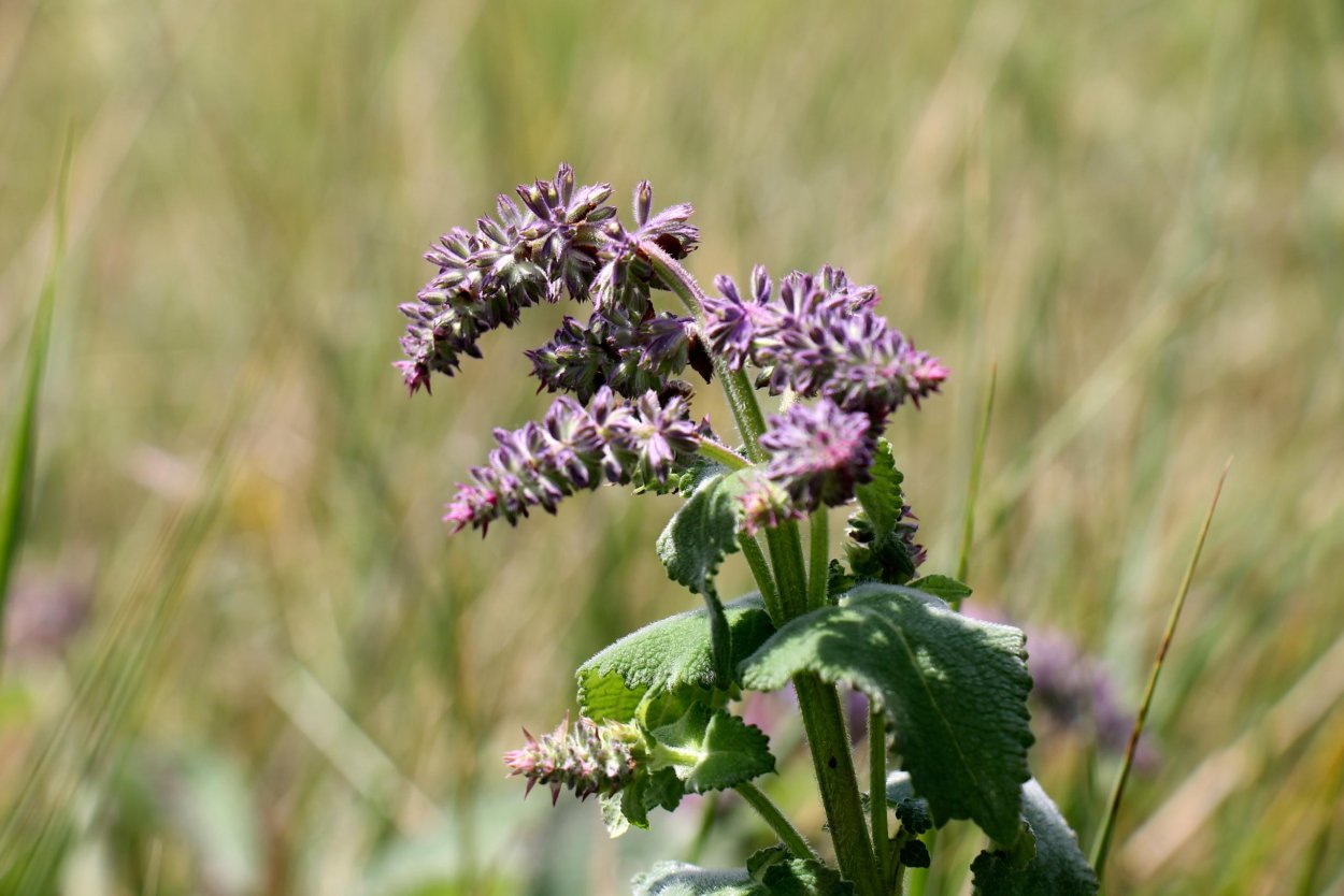 Чернокорень Крысогон