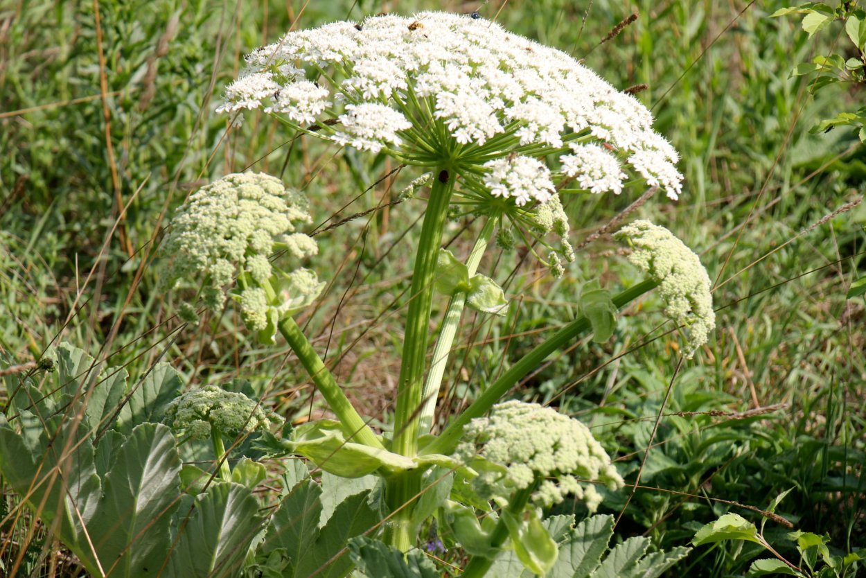 Иван-чай узколистный растения