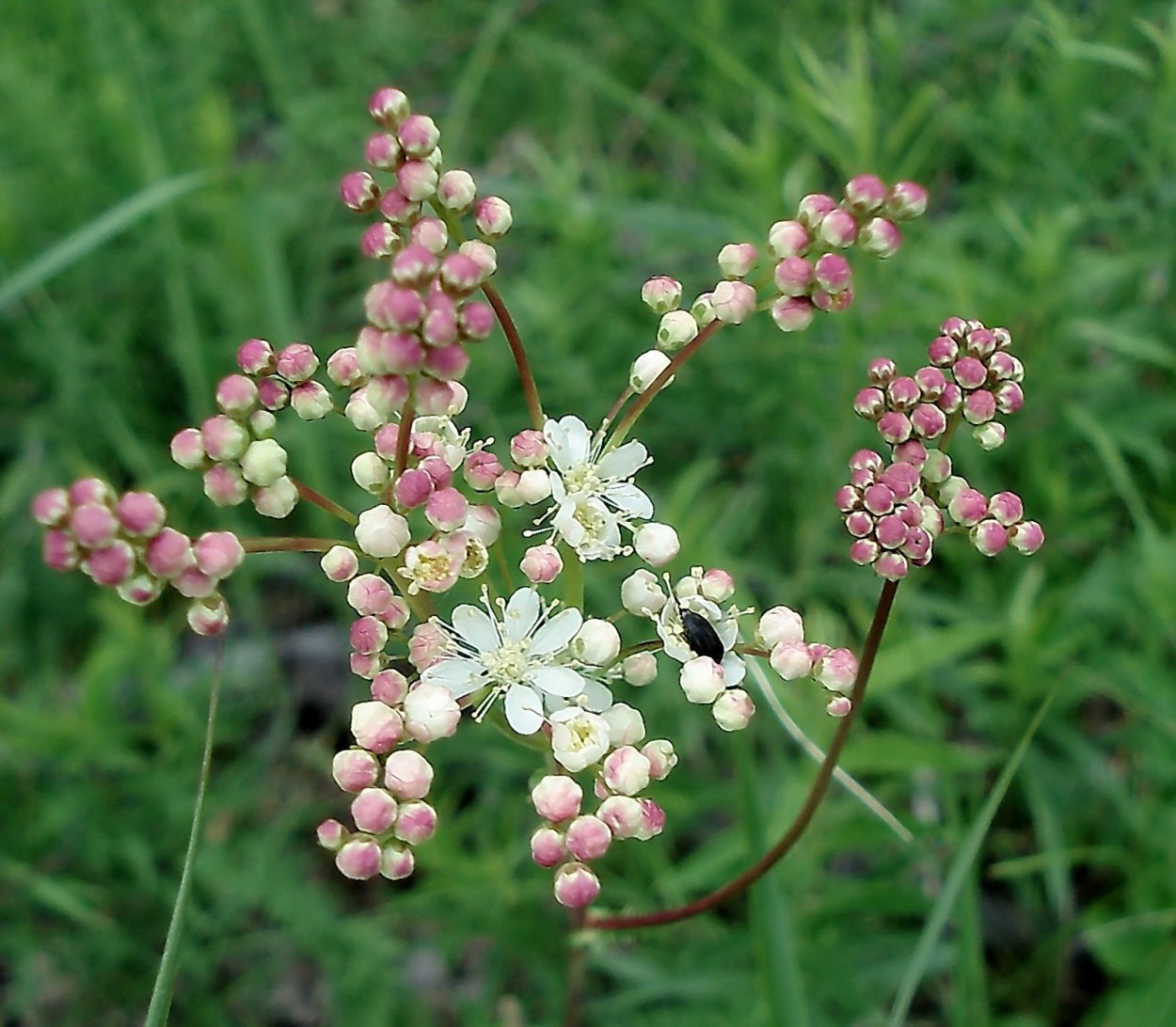 Пустырник обыкновенный
