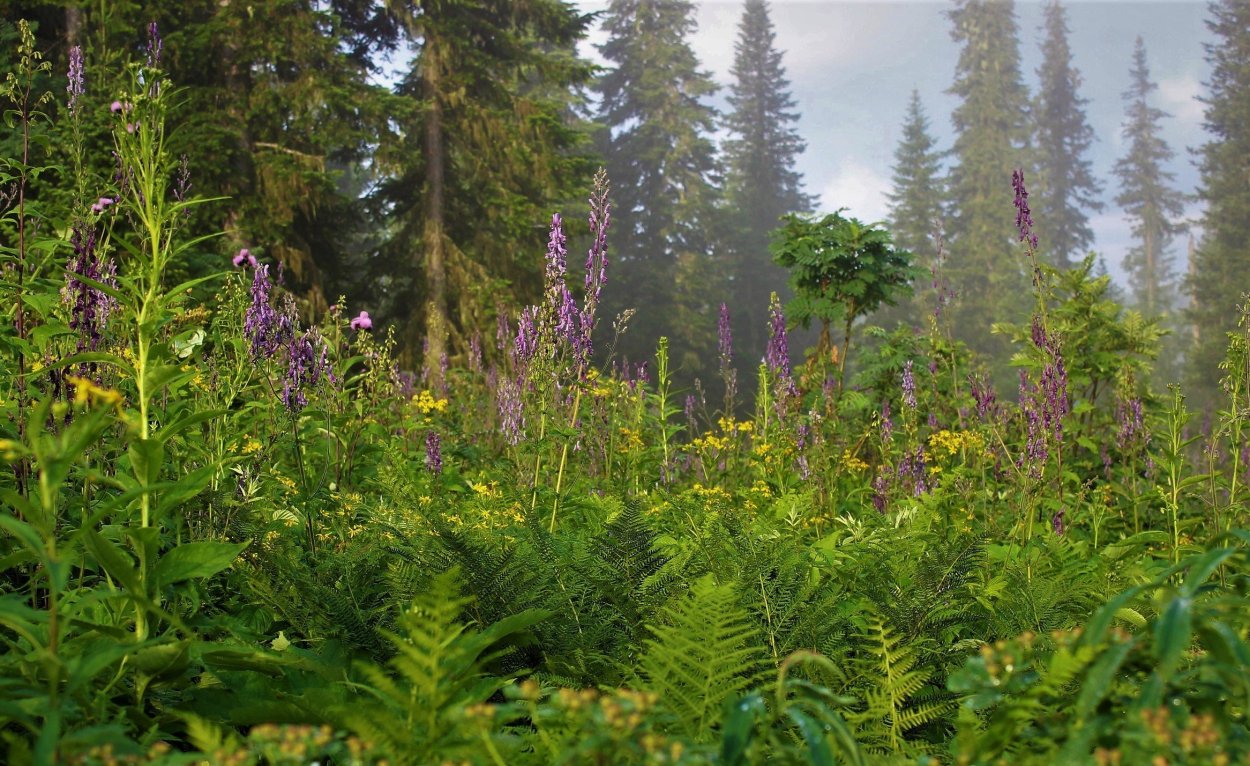 Кровохлебка лекарственная (Sanguisorba officinalis)