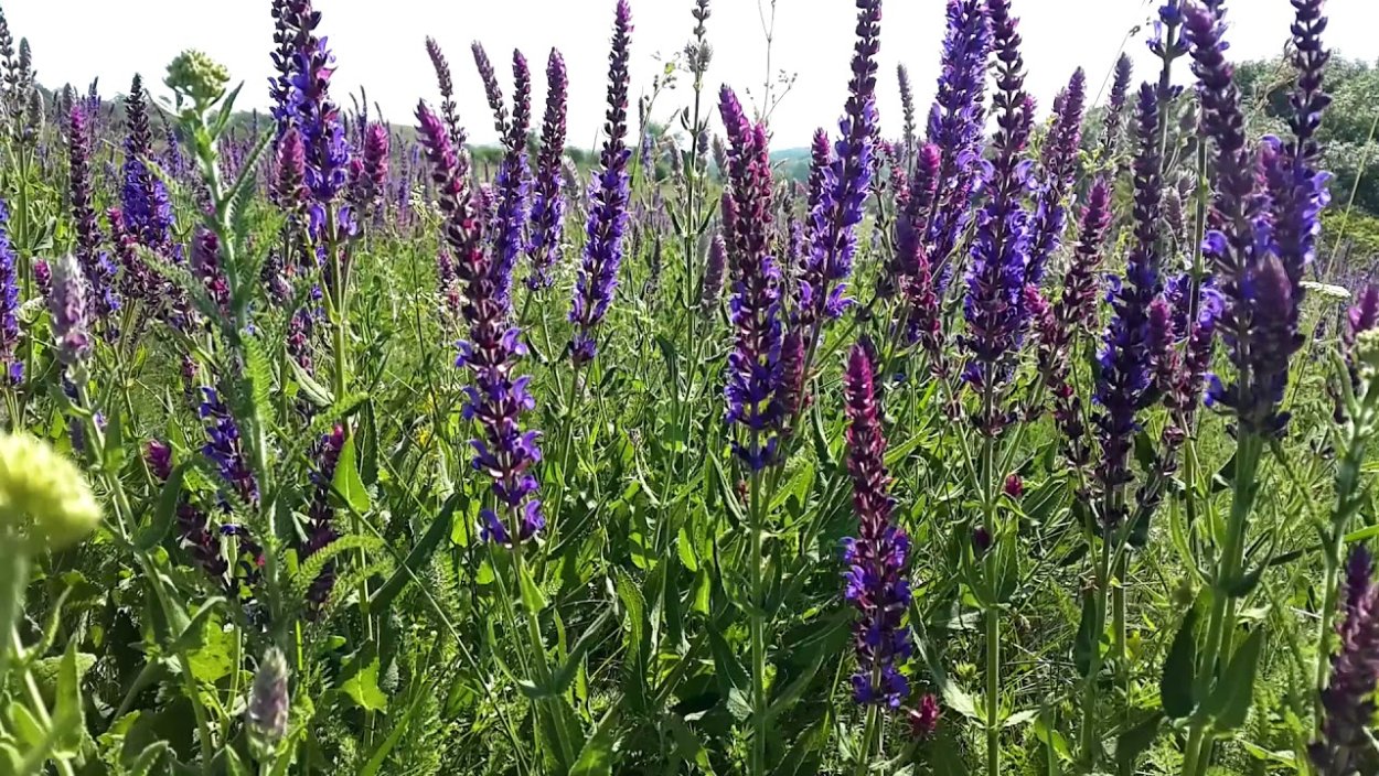 Тысячелистник зонтичный белый