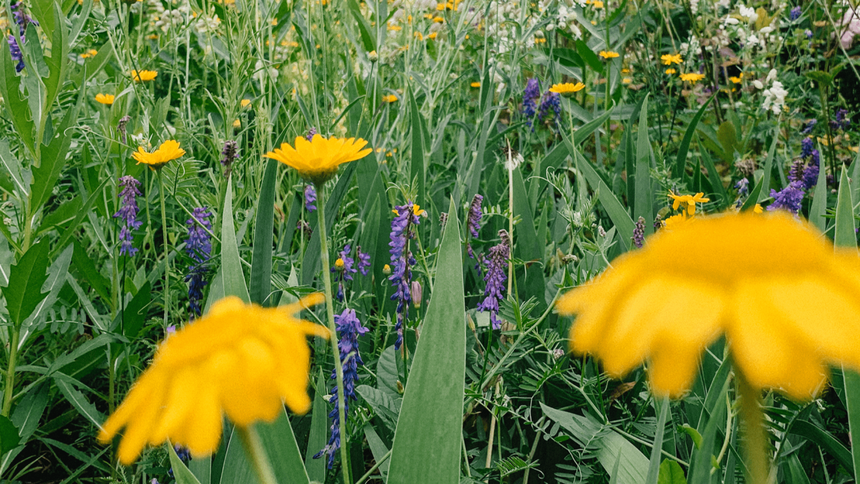 Цветущие поля Башкирии козлятника