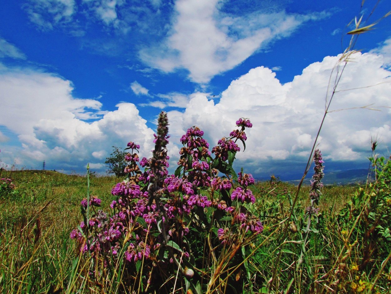 Иван-чай узколистный